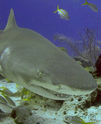 This was our last dive of the trip at Sharks Paradise and... by Gary Curtis 